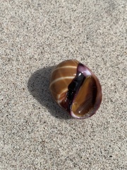 Polinices bifasciatus