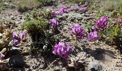 Oxytropis pumila