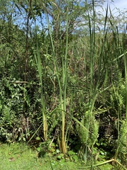 Typha domingensis
