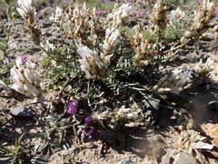 Astragalus dilutus
