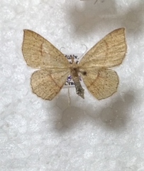 Cyclophora quercimontaria
