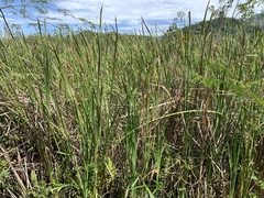 Typha domingensis