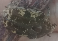 Protaetia fusca