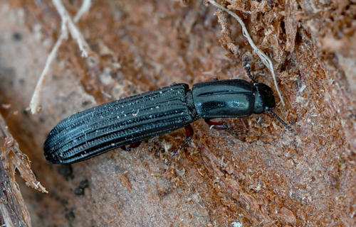 Colydium noblecourti