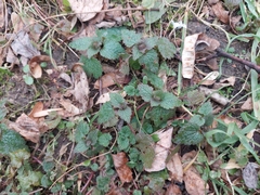 Lamium purpureum