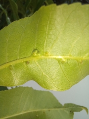 Phylloxera