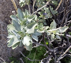 Salvia vaseyi