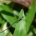 Ariamnes attenuatus - Photo (c) ernstklimsa, algunos derechos reservados (CC BY-NC)