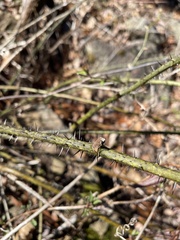 Smilax tamnoides