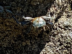 Grapsus grapsus