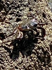 Grapsus grapsus