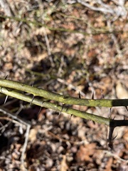 Smilax tamnoides