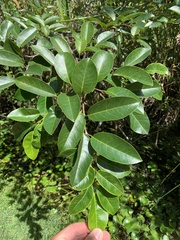 Annona glabra