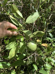 Annona glabra