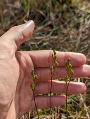 Calopogon barbatus