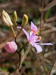 Calopogon barbatus