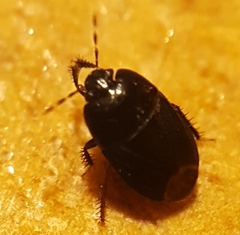Cydnidae