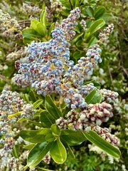 Ceanothus spinosus