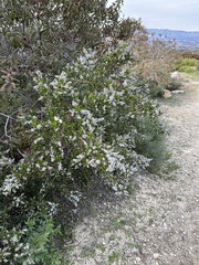 Ceanothus spinosus