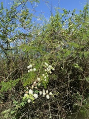 Senegalia polyphylla
