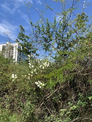 Senegalia polyphylla