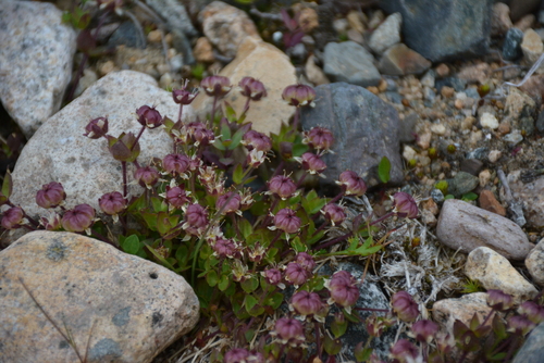 Image of Wilhelmsia physodes by no rights reserved