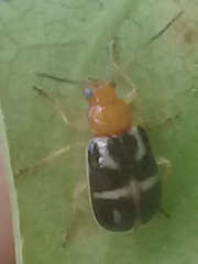 Gynandrobrotica