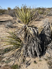 Yucca schidigera