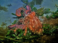 Callistoctopus