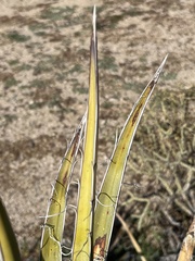 Yucca schidigera