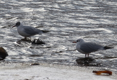 Chroicocephalus ridibundus