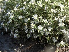 Stellaria dichotoma