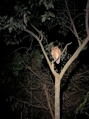 Otus bakkamoena