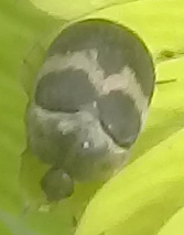 Attagenus fasciatus