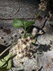 Schistocarpha eupatorioides