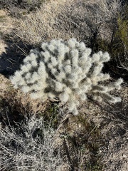 Cylindropuntia bigelovii