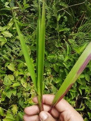 Phragmites karka