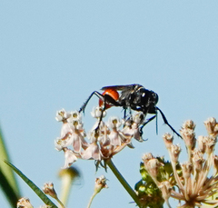 Sphecinae