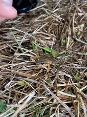Pseudacris brimleyi