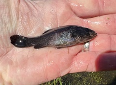 Aphredoderus sayanus