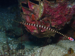 Dunckerocampus dactyliophorus