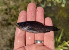 Aphredoderus sayanus