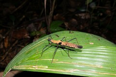 Pseudophasma scabriusculum