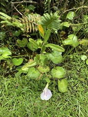 Clitoria