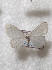Scopula subpunctaria