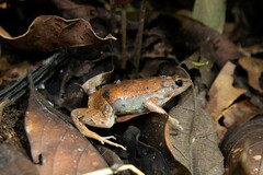 Hamptophryne boliviana