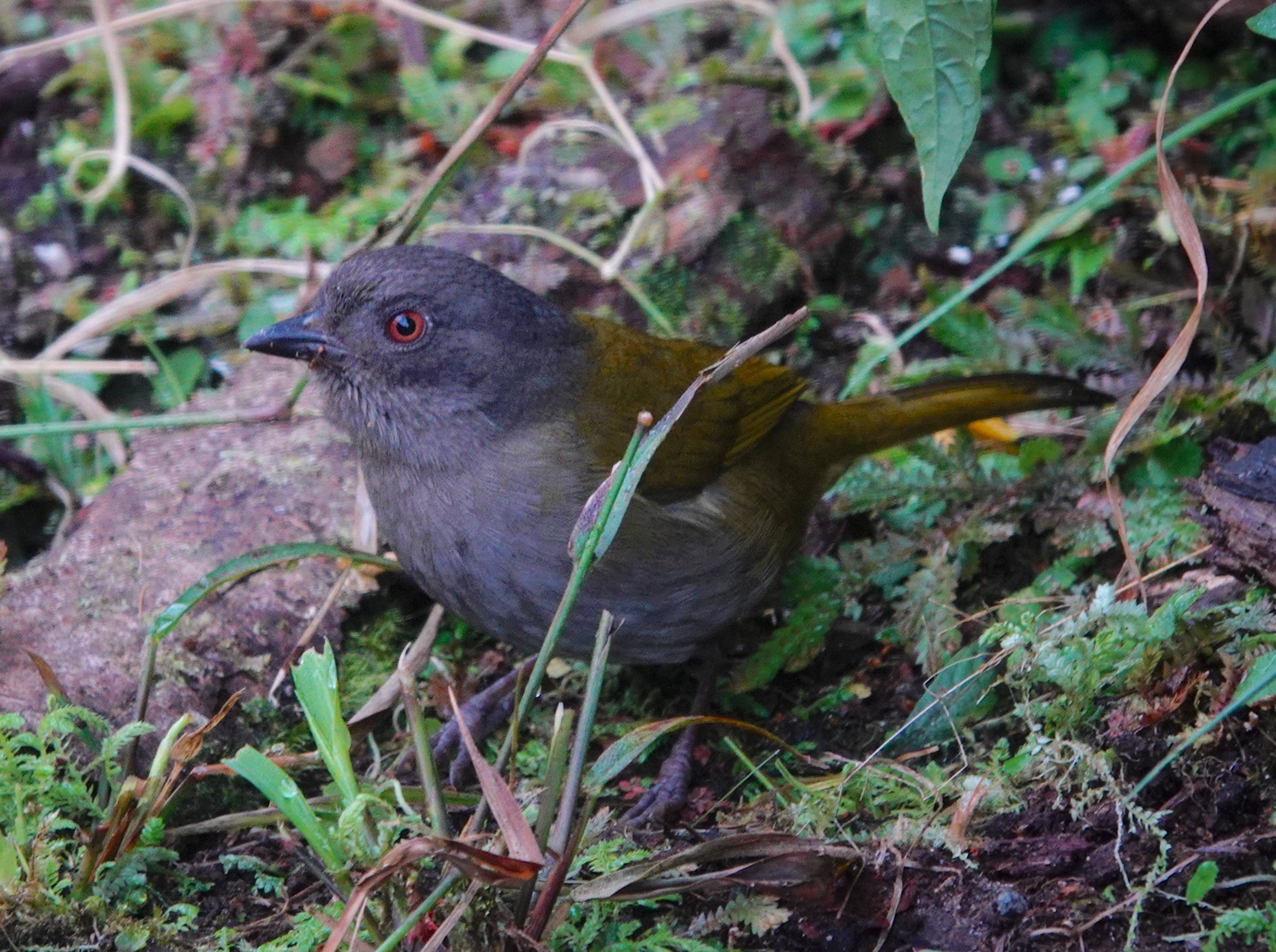 Dusky Chlorospingus illustration