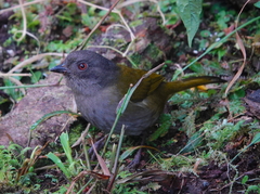 Chlorospingus semifuscus semifuscus