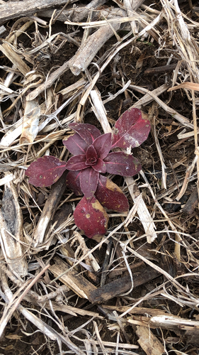 marsh seedbox (Ludwigia palustris)