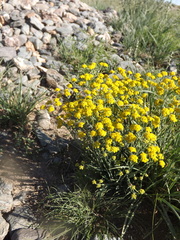 Bupleurum